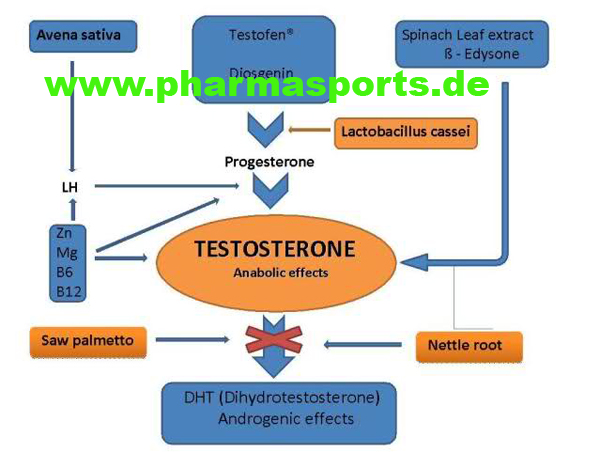 testosteron-boost-edysone